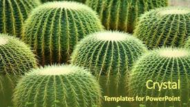  Presentation with cactus - PPT layouts having golden ball cactus background and a tawny brown colored foreground