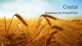  Presentation with rural india paddy field green - Cool new PPT theme with golden barley field at sunset backdrop and a sky blue colored foreground