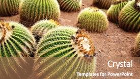  Presentation with golden - Slides enhanced with golden-barrel-cactuses-close-up background and a coral colored foreground