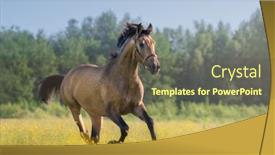  Presentation with horse - Audience pleasing presentation theme consisting of golden-bay-andalusian-horse-galloping backdrop and a tawny brown colored foreground