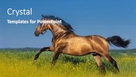  Presentation with horse - Colorful PPT theme enhanced with golden-bay-andalusian-horse backdrop and a teal colored foreground