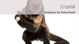  Presentation with golden yellow - Colorful slide set enhanced with golden-bellied capuchin sapajus xanthosternos also known as the yellow-breasted or buffy-headed capuchin standing against white background backdrop and a light gray colored foreground