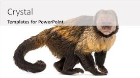  Presentation with golden yellow - Presentation featuring monkeys - golden-bellied capuchin sapajus xanthosternos also background and a white colored foreground