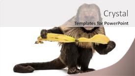  Presentation with golden yellow - Slide deck enhanced with primates - golden-bellied capuchin sapajus xanthosternos also background and a light gray colored foreground