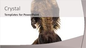  Presentation with golden yellow - Slide deck having monkey - golden-bellied capuchin sapajus xanthosternos also background and a light gray colored foreground