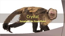  Presentation with golden yellow - Slide set enhanced with primates - golden-bellied capuchin sapajus xanthosternos also background and a tawny brown colored foreground