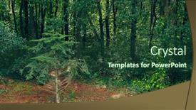  Presentation with forest - Beautiful theme featuring golden-cape-forest-park-zlatni backdrop and a tawny brown colored foreground