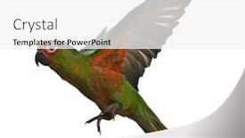  Presentation with golden - Slide deck featuring golden-capped-parakeet-aratinga-auricapilla background and a white colored foreground