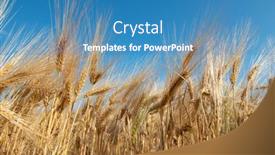  Presentation with field - PPT theme having golden-cereals-grows-in-field background and a teal colored foreground