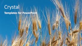  Presentation with blue food - Theme featuring golden-cereals-grows-in-field background and a teal colored foreground