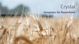  Presentation with crops - Slides consisting of golden-cereals-grows-in-field background and a sky blue colored foreground