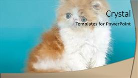  Presentation with persian - Theme featuring golden chinchilla persian kitten background and a  colored foreground
