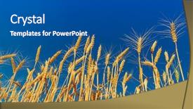  Presentation with deep blue - Audience pleasing theme consisting of golden color harvest under deep blue sky backdrop and a dark gray colored foreground