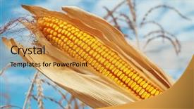  Presentation with maize - Slide deck with golden color maize on field background and a gold colored foreground