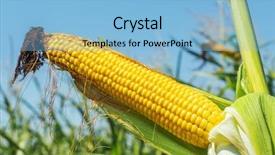  Presentation with maize - PPT theme consisting of golden color maize on stem background and a light blue colored foreground