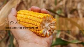  Presentation with agricultural - Slides with golden-color-of-cut-corn background and a  colored foreground