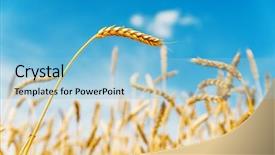  Presentation with ears - Cool new PPT theme with golden color wheat ears on field under blue sky soft focus backdrop and a light blue colored foreground