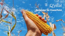  Presentation with agricultural - Presentation theme featuring golden-corn-in-the-hand background and a  colored foreground