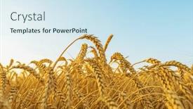  Presentation with crop - Audience pleasing slides consisting of golden crop close-up on field and blue sky in sunset backdrop and a sky blue colored foreground