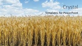  Presentation with crop - Audience pleasing theme consisting of golden crop in field under blue sky with clouds backdrop and a light blue colored foreground