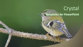  Presentation with golden - Slide deck consisting of golden-crowned-kinglet-in-natural background and a tawny brown colored foreground
