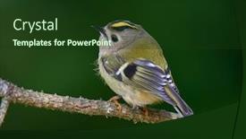  Presentation with golden - Audience pleasing slide deck consisting of golden-crowned-kinglet-in-natural backdrop and a tawny brown colored foreground