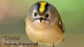  Presentation with golden - PPT theme featuring golden-crowned-kinglet-in-natural background and a yellow colored foreground