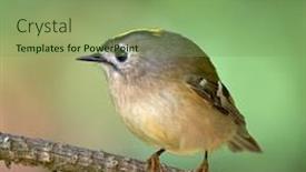  Presentation with golden - Slide deck enhanced with golden-crowned-kinglet-in-natural background and a seafoam green colored foreground