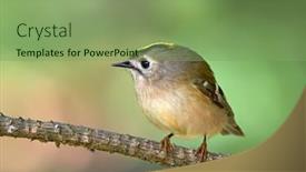  Presentation with golden - Presentation theme having golden-crowned-kinglet-in-natural background and a seafoam green colored foreground