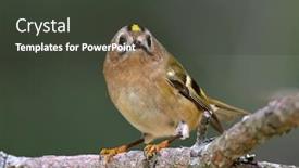  Presentation with golden - Slide deck having golden-crowned-kinglet-in-natural background and a dark gray colored foreground