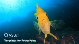  Presentation with fish - Theme having golden-damsel-fish background and a ocean colored foreground
