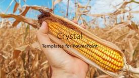  Presentation with agriculture corn - Theme consisting of golden-dry-corn-in-hand background and a yellow colored foreground