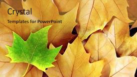  Presentation with apple tree golden - Amazing slide deck having golden dry leafs after falling backdrop and a gold colored foreground