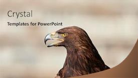  Presentation with eagle - Beautiful PPT layouts featuring golden-eagle-aquila-chrysaetos-portrait backdrop and a soft green colored foreground