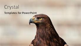  Presentation with eagle - Slide set having golden-eagle-aquila-chrysaetos-portrait background and a soft green colored foreground