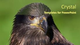  Presentation with eagle - Amazing slide deck having golden-eagle-aquila-chrysaetos-portrait backdrop and a tawny brown colored foreground