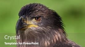  Presentation with eagle - Audience pleasing slide deck consisting of golden-eagle-aquila-chrysaetos-portrait backdrop and a dark gray colored foreground