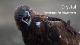  Presentation with mongolia - Presentation design having golden eagle closeup mongolia background and a gray colored foreground