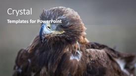  Presentation with mongolia - Audience pleasing presentation theme consisting of golden eagle closeup mongolia backdrop and a gray colored foreground