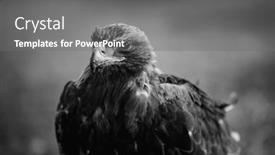 Presentation with mongolian - PPT theme having golden-eagle-closeup-sits background and a gray colored foreground