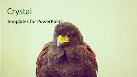  Presentation with eagle - Colorful PPT theme enhanced with golden eagle filtered image processed backdrop and a soft green colored foreground