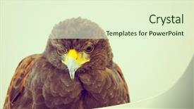  Presentation with eagle - Slide set with golden eagle filtered image processed background and a soft green colored foreground