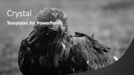  Presentation with mongolian - Slides with golden-eagle-sits background and a gray colored foreground