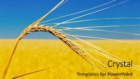  Presentation with soft gold of light - Presentation design with golden ear of wheat soft background and a  colored foreground