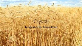  Presentation with ears - 