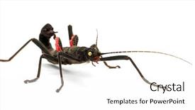  Presentation with insect - Colorful PPT theme enhanced with golden-eyed stick insect peruphasma backdrop and a  colored foreground
