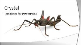  Presentation with insect aphid - Beautiful PPT theme featuring golden-eyed stick insect peruphasma backdrop and a  colored foreground