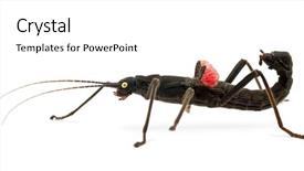  Presentation with insect - Slide set enhanced with golden-eyed stick insect peruphasma background and a white colored foreground