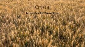  Presentation with crops - 