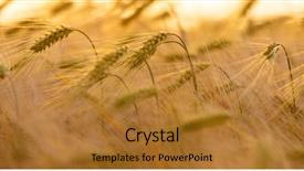  Presentation with wheat growing - PPT layouts having golden field of barley background and a gold colored foreground